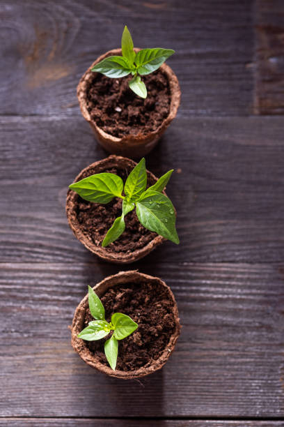 istock Seedlings of peppers in peat pots 1391768766