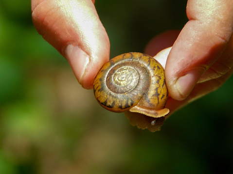 A caucasian hand is holding a White-lip Globe Snail (Mesodon thyroidus--a  terrestrial gastropod mollusk) in this Point of View image. There is copy space at the bottom of the image.  One antenna is just starting to stick out.