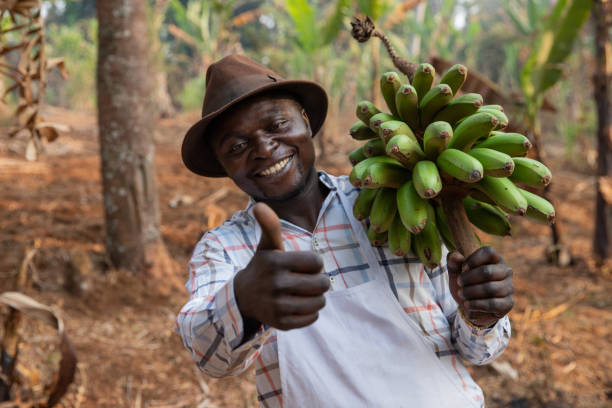glücklicher und positiver afrikanischer bauer auf seiner bananenplantaine macht den daumen hoch mit der hand - afrikanischer stamm stock-fotos und bilder
