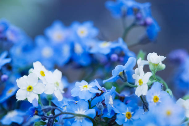 istock Forget-me-nots. defocus. Beautiful, bright, blue background with blue and white forget-me-nots and space for copy. 1391771559