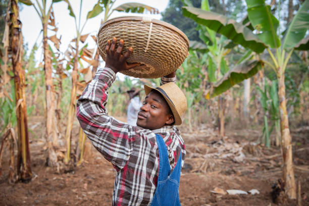 African farmer with a basket of crops walks in his plantation, farmer at work African farmer with a basket of crops walks in his plantation, farmer at work cameroon stock pictures, royalty-free photos & images