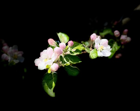 Apple blossom in isolated close up