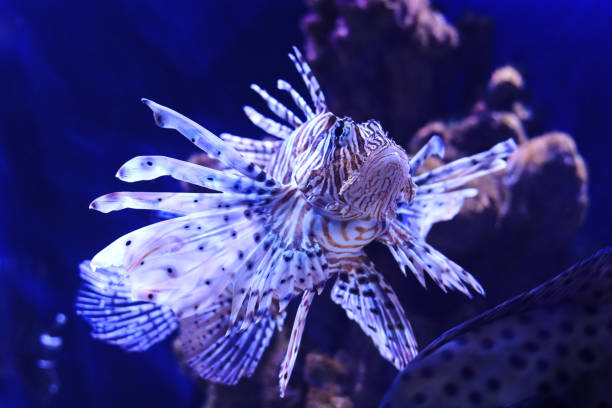 istock Red lionfish on a dark blue background. 1391774062