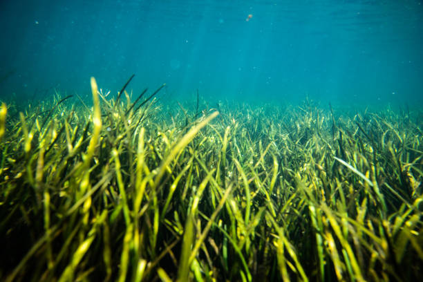 istock Freshwater Spring Underwater Grass in Florida 1391774229