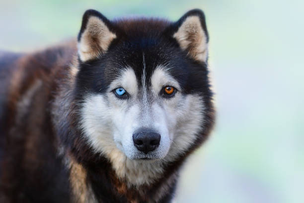 Beautiful Siberian Husky dog with blue and brown eyes on the background of blurred blue snow. Beautiful Siberian Husky dog with blue and brown eyes on the background of blurred blue snow. siberian husky stock pictures, royalty-free photos & images