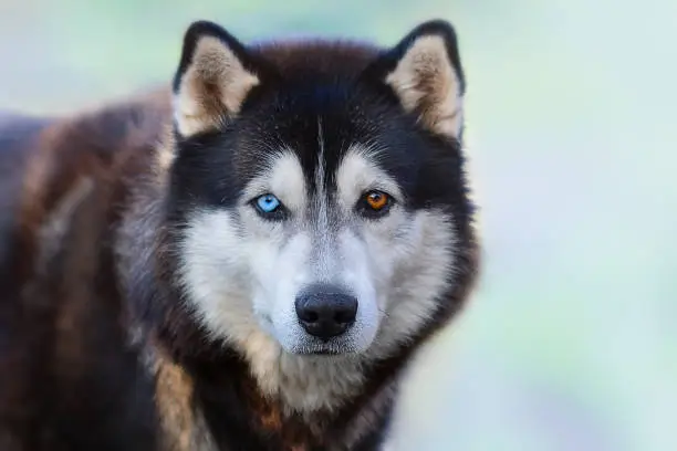 Beautiful Siberian Husky dog with blue and brown eyes on the background of blurred blue snow.