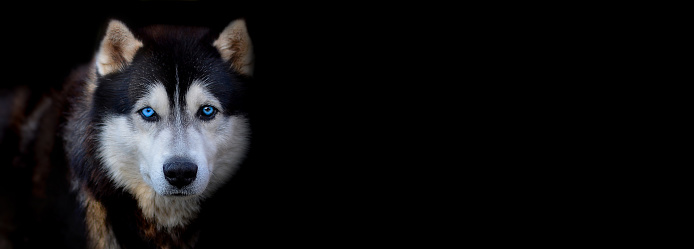 Beautiful Siberian Husky dog with blue and brown eyes on black background.Banner. Copy space for text.