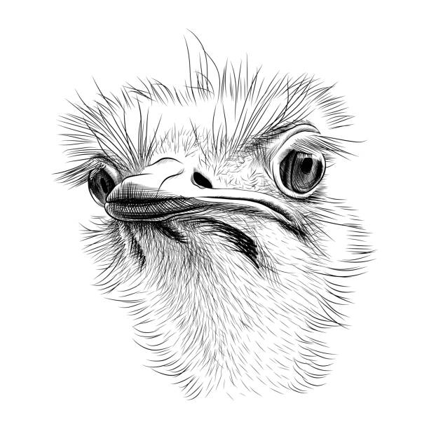 Ostrich head hand drawn sketch Funny ostrich bird portrait black graphic sketch isolated on white background. Vector illustration ostrich farm stock illustrations