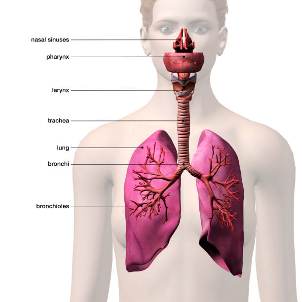 Frontal view 3D rendering of woman's throat and chest area, lungs, and bronchial tree, labeled on a white background.