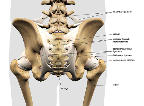 3D Rendering of male pelvis, hip, leg bones and ligaments labeled on a white background.  Posterior view.