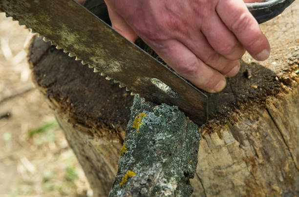 istock A man is sawing a fallen tree. Hand saw. 1391775774