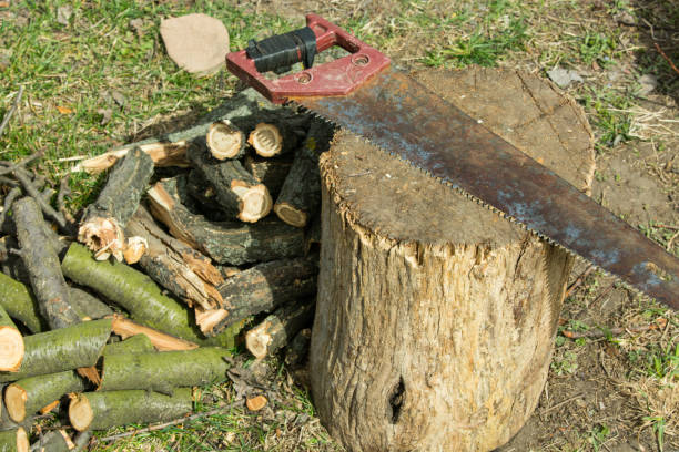 istock Stump and branches on the lawn after tree removal. Firewood for a fire. 1391776535