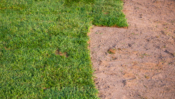 istock Natural grass laid floor. Green ground and soil contrast image. L 1391776615