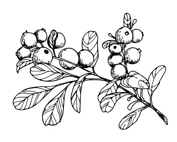 Vector illustration of Sketch of Cranberry branch