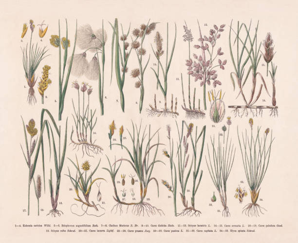 ilustrações de stock, clip art, desenhos animados e ícones de sedges family (cyperaceae), hand-colored wood engraving, published in 1887 - cotton grass sedge grass nature
