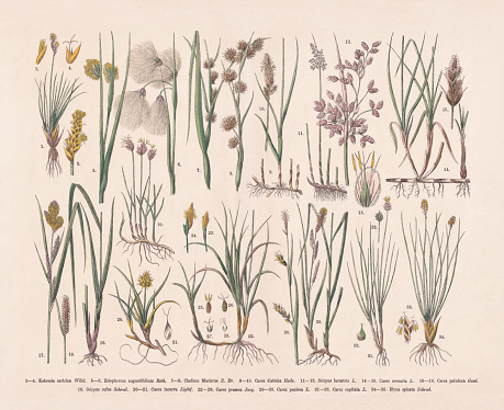 Sedges family (Cyperaceae): 1-4) Bog sedge (Kobresia simpliciuscula, or Kobresia caricina); 5-6) Cottongrass (Eriophorum angustifolium); 7-8) Swamp sawgrass (Cladium mariscus); 9-10) Brown sedge (Carex disticha); 11-13) Lakeshore bulrush (Schoenoplectus lacustris, or Scirpus lacustris); 14-15) Dand sedge (Carex arenaria); 16-18) Lesser pond-sedge (Carex acutiformis, or Carex paludosa) 19) Red bulrush (Blysmus rufus, or Scirpus rufus); 20-21) Curved sedge (Carex maritima, or Carex incurva ); 22-28) Vernal sedge (Carex caryophyllea, or Carex praecox); 31-33) Capitate sedge (Carex capitata); 34-35) Bellardi bog sedge (Kobresia myosuroides, or Elyna spicata). Hand-colored wood engraving, published in 1887.