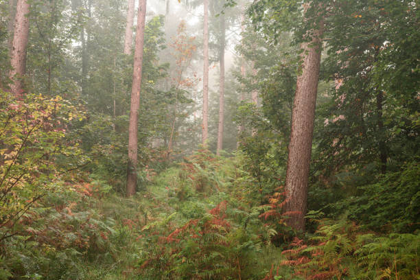 istock Misty morning in British woodland with tree trunks. 1391780492