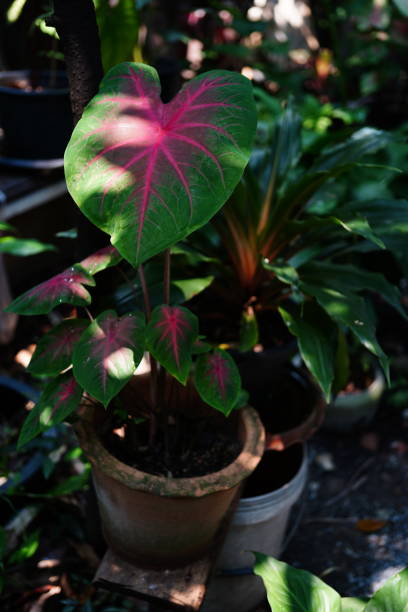 istock Caladium with Red bone in nature garden 1391780493