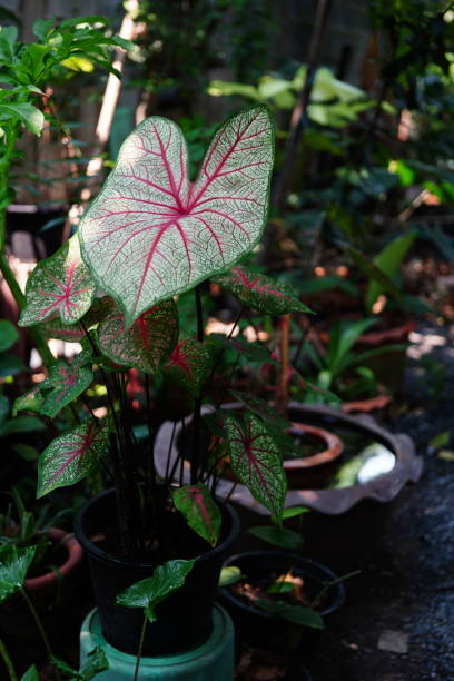 istock Caladium with Red bone in nature garden 1391781057