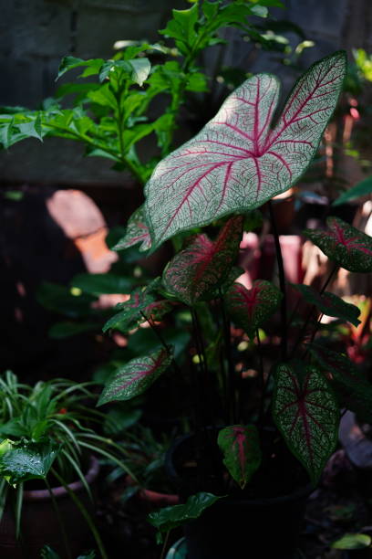 istock Caladium with Red bone in nature garden 1391781058