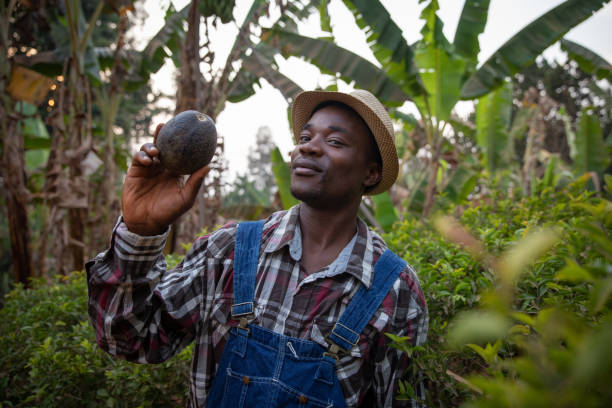 アボカドを手にしたプランテーションのアボカド農家、彼の畑の製品を持つ成功したアフリカのビジネスマン。 - africa farmer african descent agriculture ストックフォトと画像