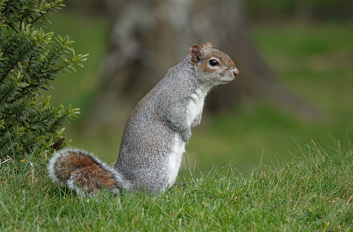 A cute shot of a grey squirrel in profile standing on the grass.