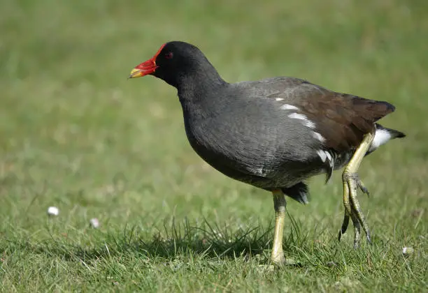 Photo of A close-up shot of a moorhen walking on the grass with its tongue slightly protruding from its beak.