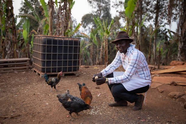 a farmer feeds his chickens corn on his farm, a young african farmer at work - chicken house imagens e fotografias de stock