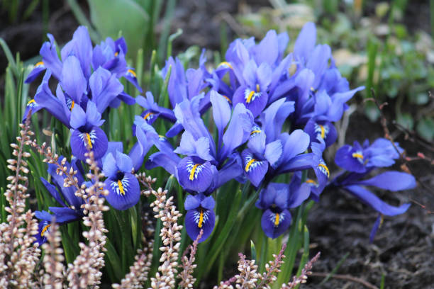 istock Blue netted iris (Iridodictyum reticulatum or Iris reticulata) flowers in garden 1391783459