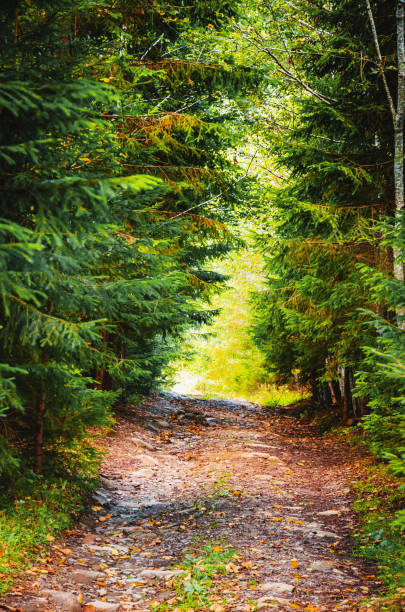 istock Beautiful forest road. Summer in the mountains 1391784220