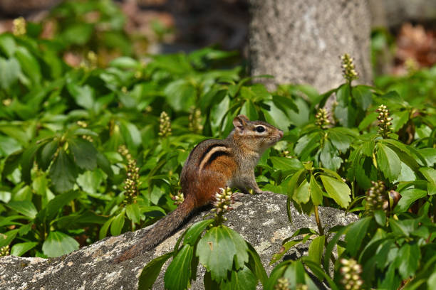 Chipmunk on rock in budding pachysandra, wide shot, taken in Connecticut