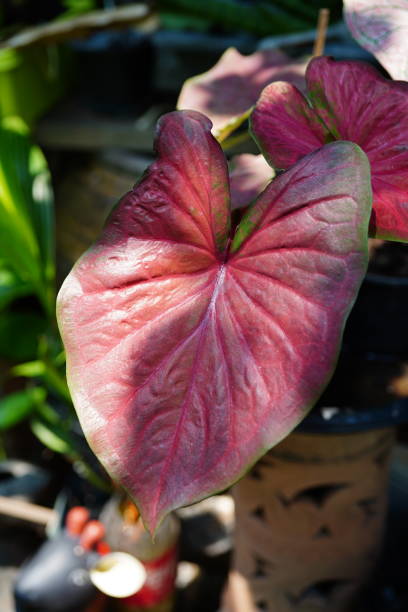 istock Caladium with Red bone in nature garden 1391785383