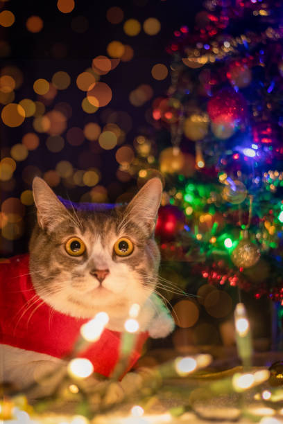 istock Cat in christmas sesion with red custom in vertical format 1391785387