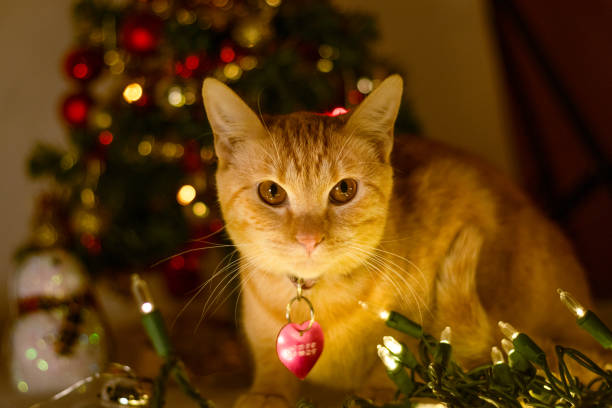 istock Little cat in christmas session 1391785425