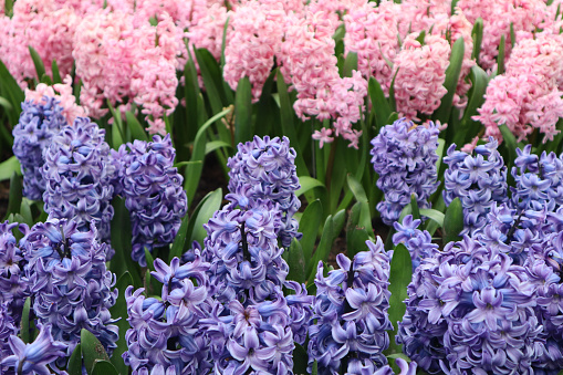 Scenic hyacinth flowers with delicate petals close up, floral background