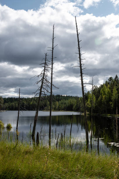 istock Dead trees on a swamp lake in Finland 1391786727