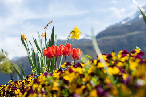Beautiful flowers in a park in Weesen in Switzerland