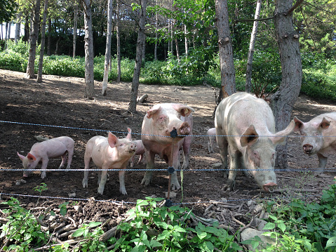 On a farm some pigs outdoors under the trees