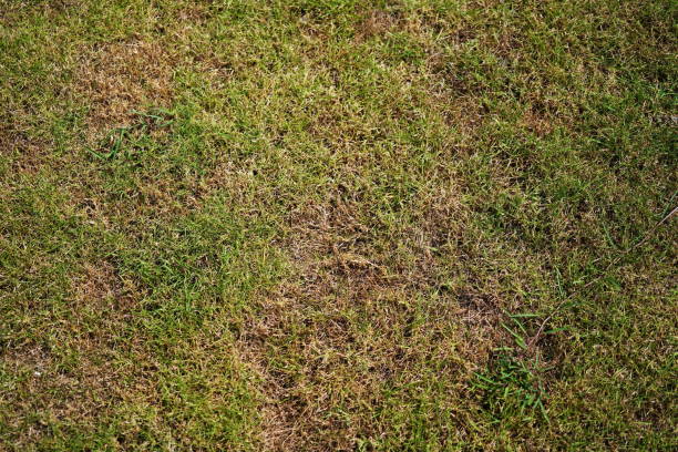 istock Green grass and Dry grass 1391787666