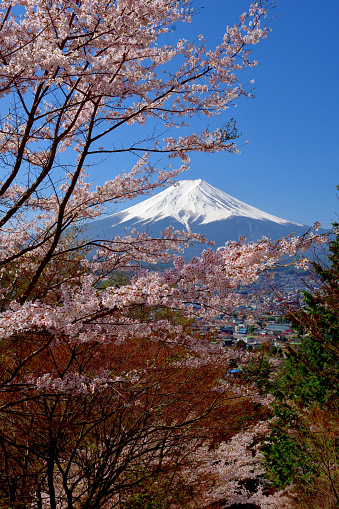 The view of Mt. Fuji during cherry blossom season, taken at Arakurayama Sengen Park, located in Fuji-yoshida city, Yamanashi Prefecture. The park is open to the public free of charge.\nMt. Fuji is designated as UNESCO World Heritage Site. \nThe species of this cherry blossom is Somei-Yoshino.