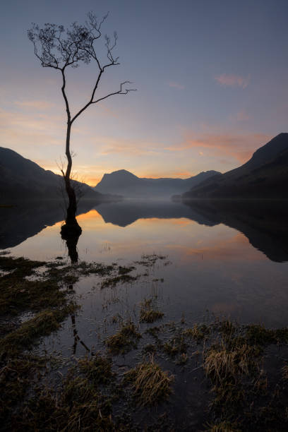 istock Lake reflections at sunrise with tall lone tree. Buttermere, Lake District, UK. 1391787931