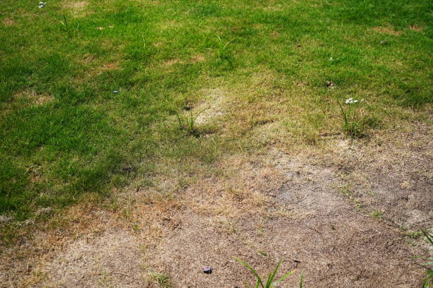 istock Green grass and Dry grass 1391788184