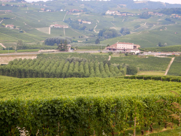 istock Vineyards around La Morra, Piedmont - Italy 1391788933