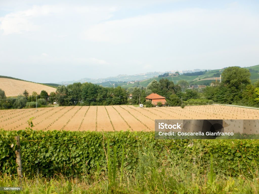 Field of young hazelnuts near La Morra, Piedmont - Italy Hill near La Morra with hazelnut field in the Langhe, Piedmont - Italy Agricultural Field Stock Photo