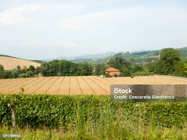 Field Of Young Hazelnuts Near La Morra Piedmont Italy Stock Photo - Download Image Now