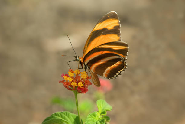 istock Banded Orange Butterfly on Lantana 1391790783