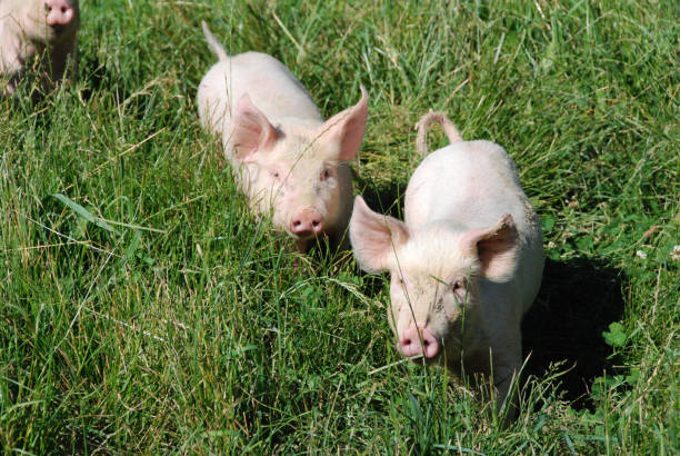 istock Some piglets run in a meadow 1391792617