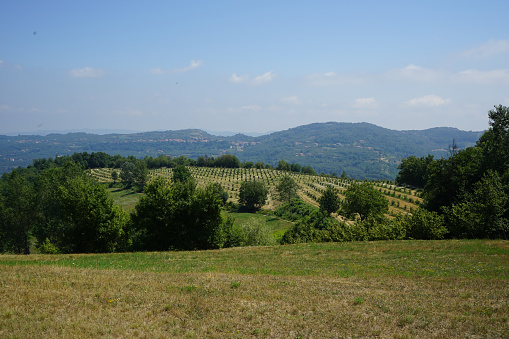 Panorama of the hills planted with vineyards of the Langhe-Roero (Cuneo, Piedmont; Italy), a World Heritage Site, in summer.