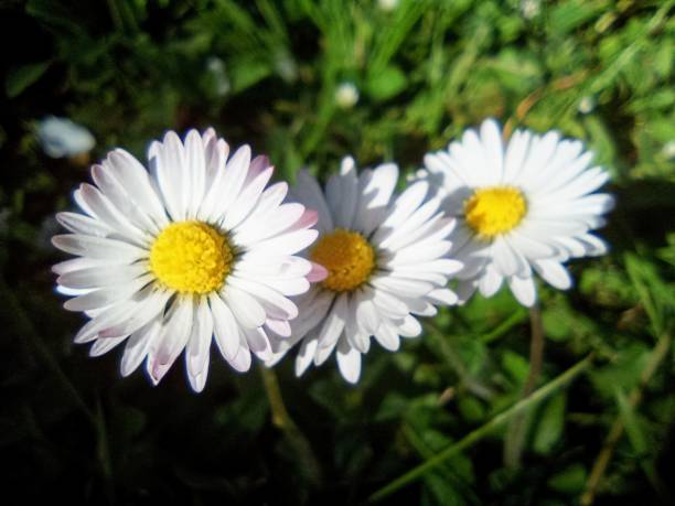 庭のヒナギクのクローズアップ写真 - wildflower spring close up daisy ストックフォトと画像