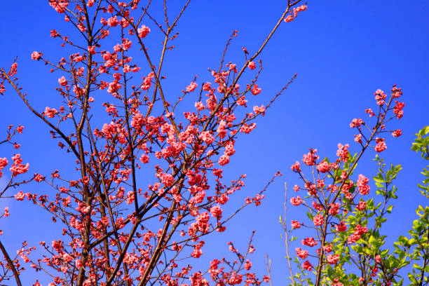 Cherry blossoms in Yunnan province are pink.Have their own name, it is called \